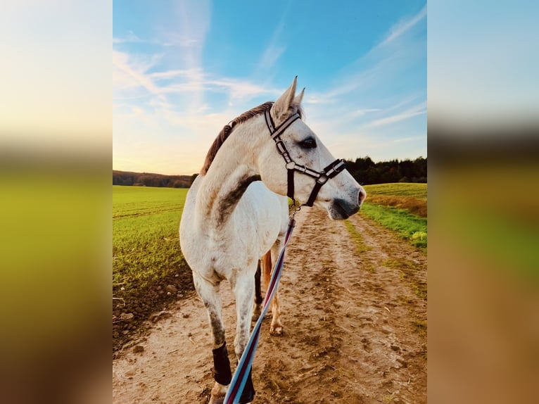 Baden Wuerttemberg Mare 13 years 15,2 hh Gray in Gaienhofen