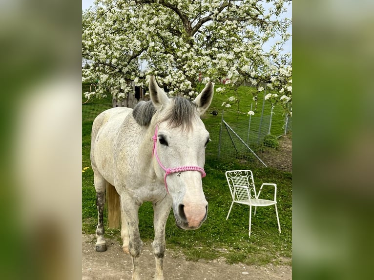 Baden Wuerttemberg Mare 13 years 15,2 hh Gray in Gaienhofen