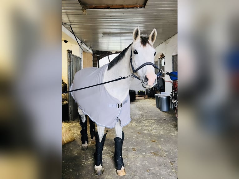 Baden Wuerttemberg Mare 13 years 15,2 hh Gray in Gaienhofen