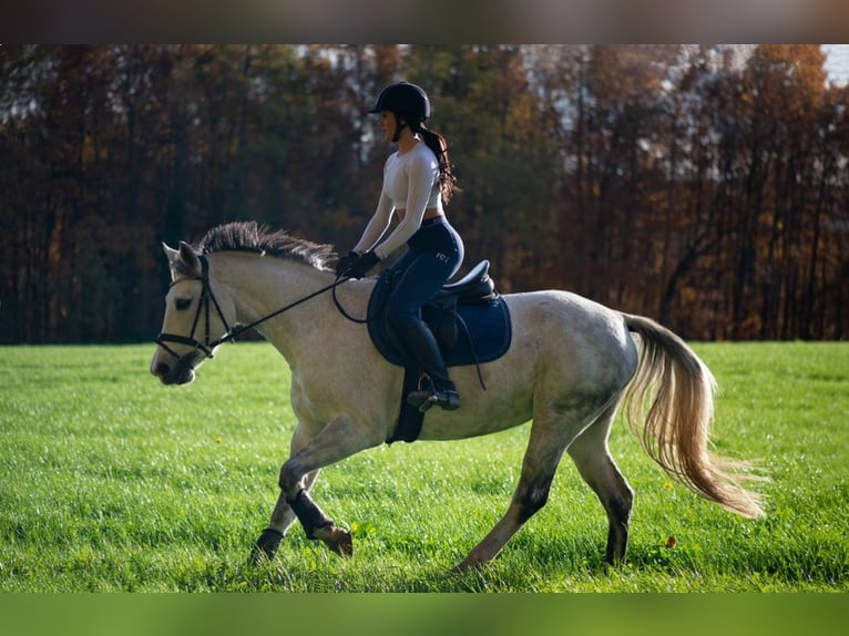 Baden Wuerttemberg Mare 13 years 15,2 hh Gray in Gaienhofen