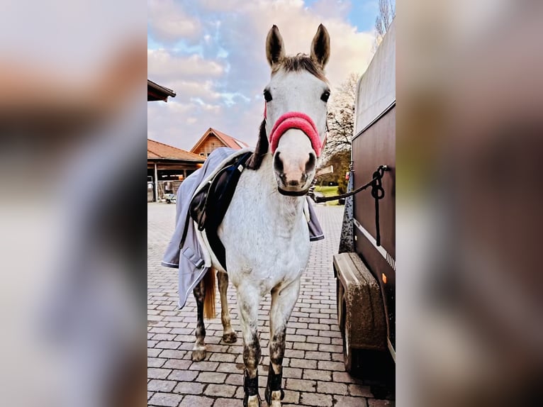 Baden Wuerttemberg Mare 13 years 15,2 hh Gray in Gaienhofen