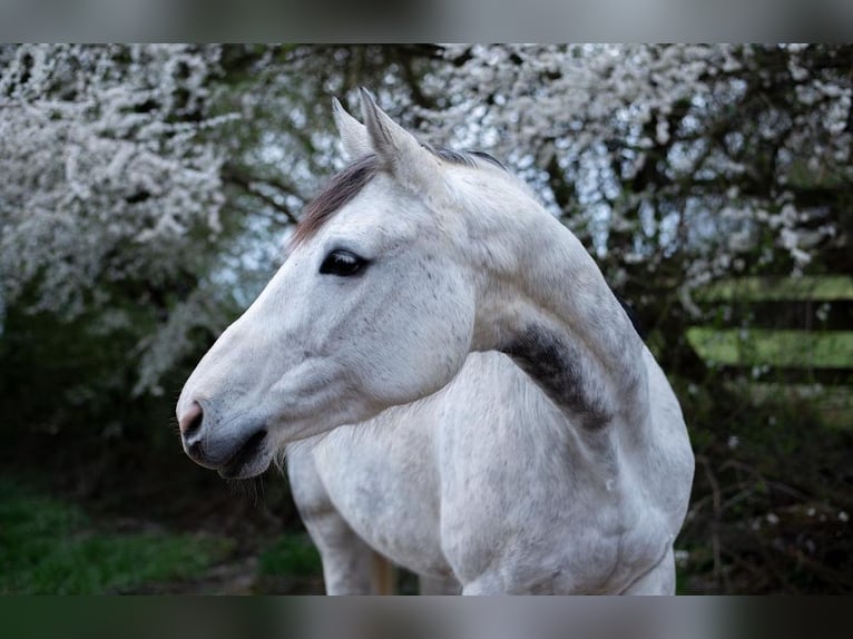 Baden Wuerttemberg Mare 13 years 15,2 hh Gray in Gaienhofen