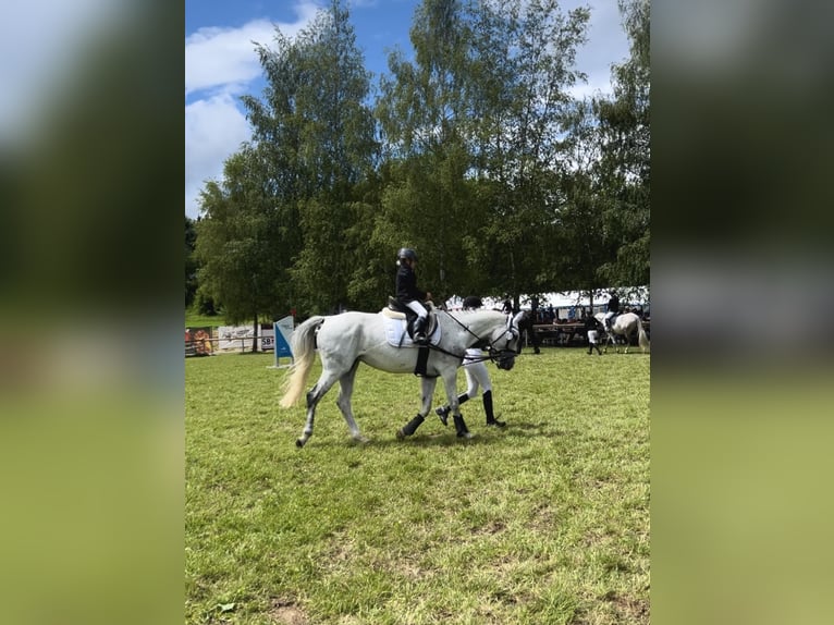 Baden Wuerttemberg Mare 13 years 15,2 hh Gray in Gaienhofen