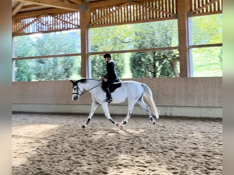 Baden Wuerttemberg Mare 13 years 15,2 hh Gray in Gaienhofen