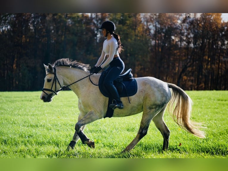 Baden Wuerttemberg Mare 13 years 15,2 hh Gray in Gaienhofen