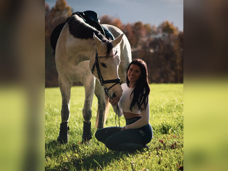 Baden Wuerttemberg Mare 13 years 15,2 hh Gray in Gaienhofen