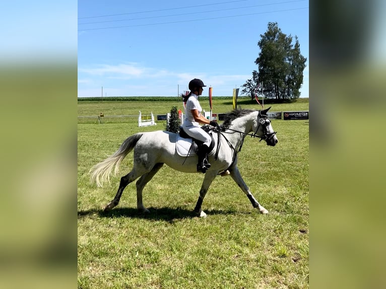 Baden Wuerttemberg Mare 13 years 15,2 hh Gray in Gaienhofen