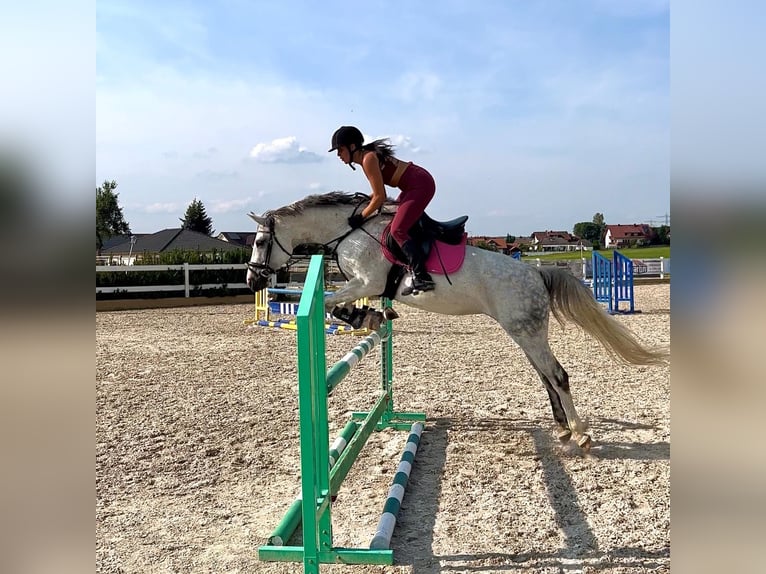 Baden Wuerttemberg Mare 13 years 15,2 hh Gray in Gaienhofen