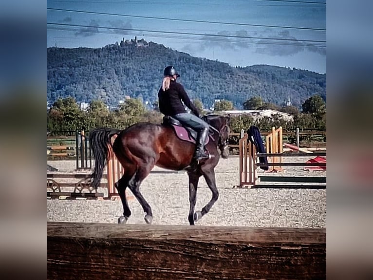 Baden Wuerttemberg Mare 13 years 16.1 hh Bay-Dark in Bensheim