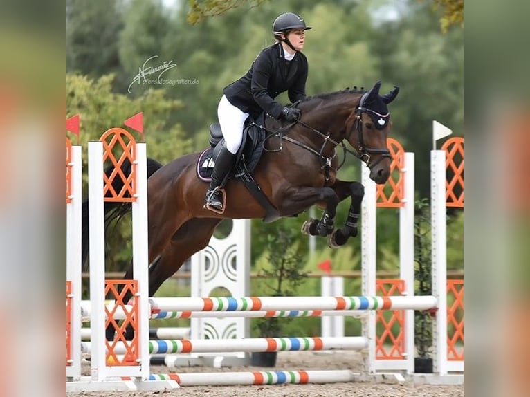 Baden Wuerttemberg Mare 13 years 16.1 hh Bay-Dark in Bensheim
