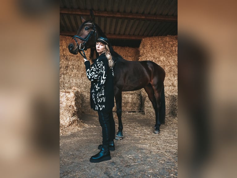 Baden Wuerttemberg Mare 13 years 16.1 hh Bay-Dark in Bensheim