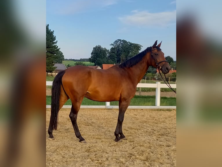 Baden Wuerttemberg Mare 13 years 16,1 hh Brown in Rot an der Rot