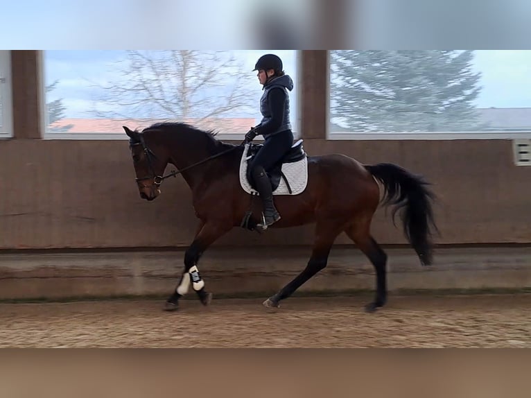 Baden Wuerttemberg Mare 13 years 16,1 hh Brown in Rot an der Rot