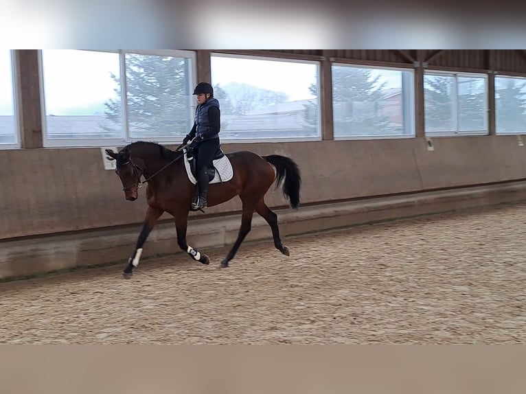 Baden Wuerttemberg Mare 13 years 16,1 hh Brown in Rot an der Rot