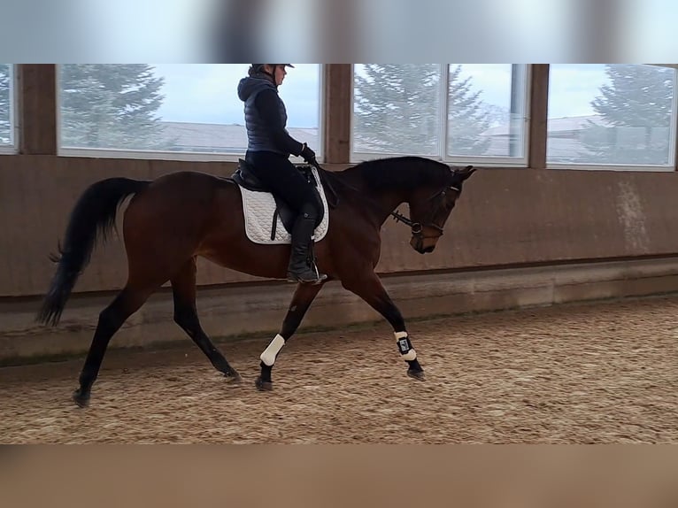 Baden Wuerttemberg Mare 13 years 16,1 hh Brown in Rot an der Rot