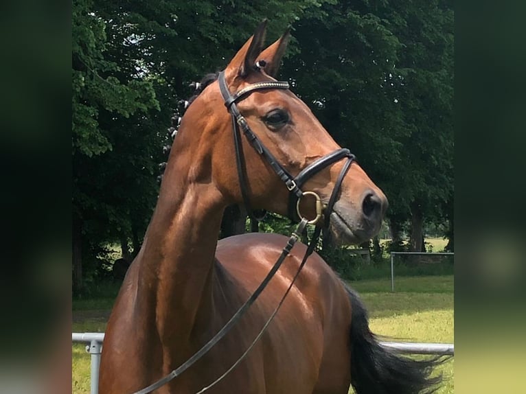 Baden Wuerttemberg Mare 13 years 16,1 hh Brown in Rot an der Rot