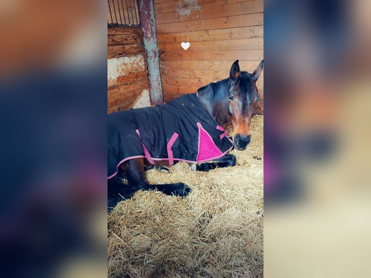 Baden Wuerttemberg Mare 13 years 16.1 hh Brown in Bensheim
