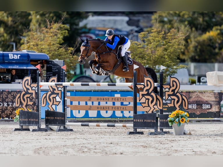 Baden Wuerttemberg Mare 13 years 16.2 hh Brown in Prag