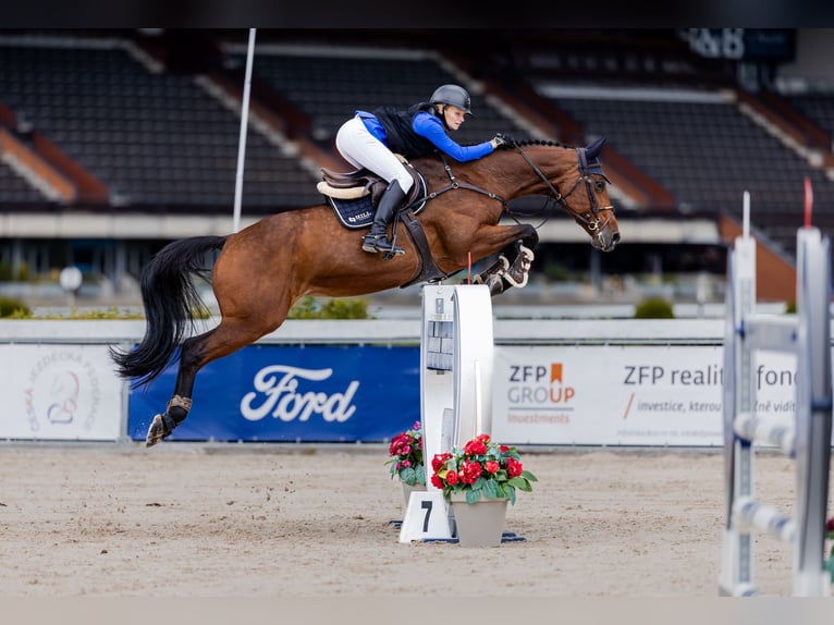 Baden Wuerttemberg Mare 13 years 16.2 hh Brown in Prag