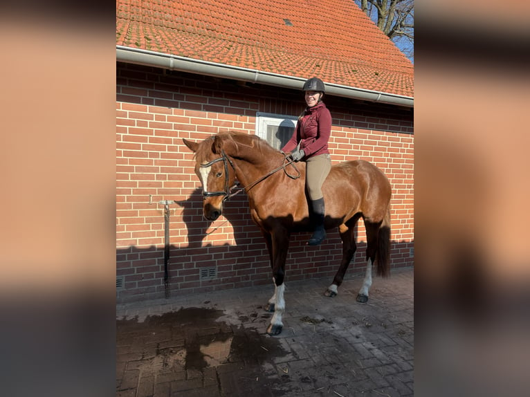 Baden Wuerttemberg Mare 13 years 16,2 hh Chestnut-Red in Brockum