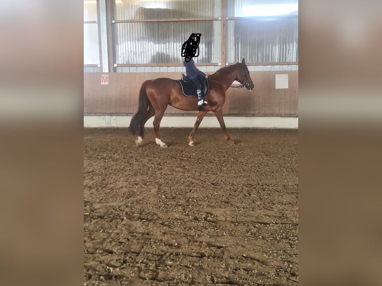 Baden Wuerttemberg Mare 13 years 16 hh Chestnut-Red in Günzburg