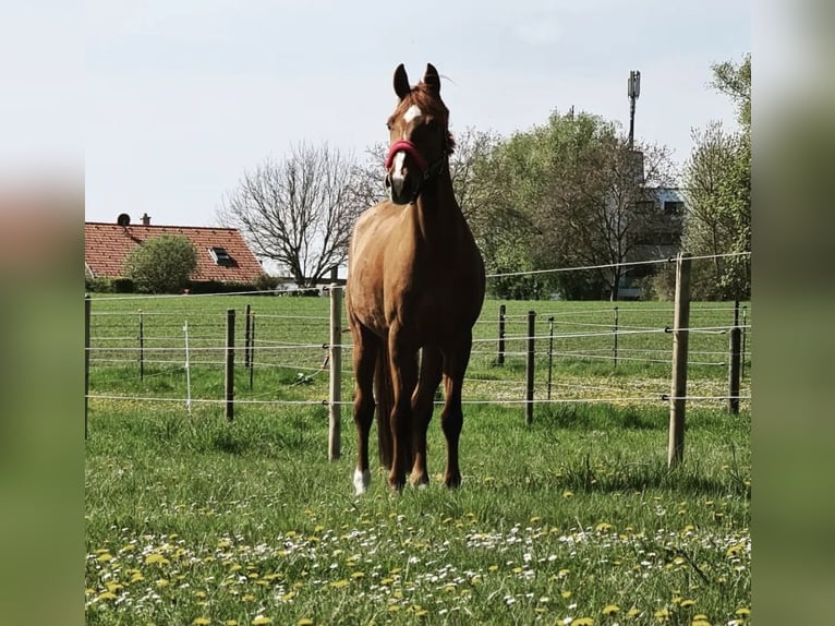 Baden Wuerttemberg Mare 13 years 16 hh in Günzburg