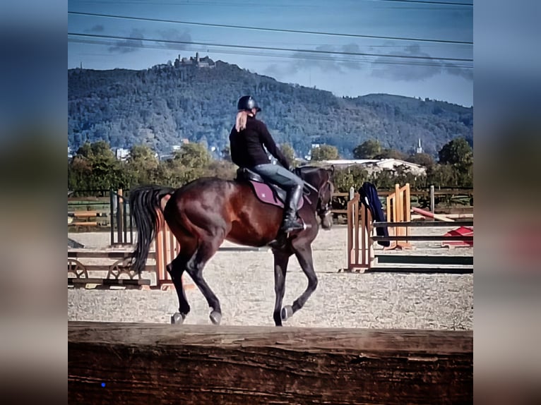 Baden Wuerttemberg Mare 13 years 16,1 hh Bay-Dark in Bensheim