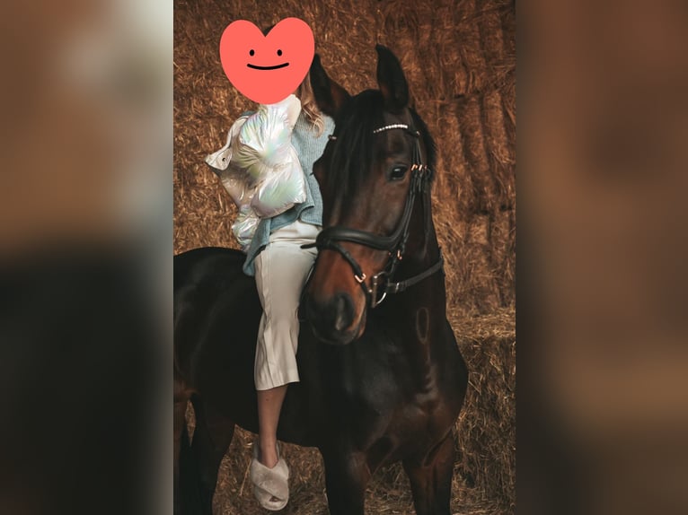 Baden Wuerttemberg Mare 13 years 16,1 hh Bay-Dark in Bensheim