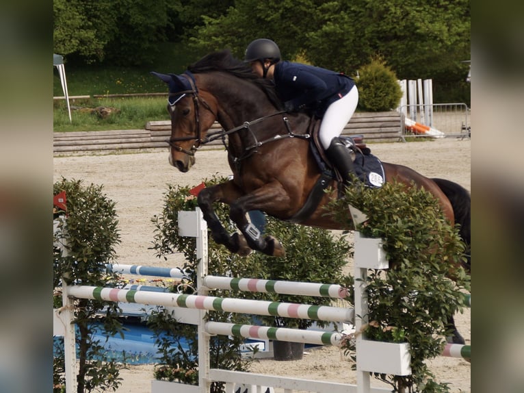 Baden Wuerttemberg Mare 13 years 17.2 hh Brown in DußlingenDußlingen
