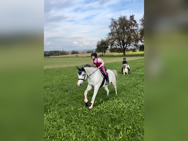 Baden Wuerttemberg Mare 14 years 15,2 hh Gray in Gaienhofen