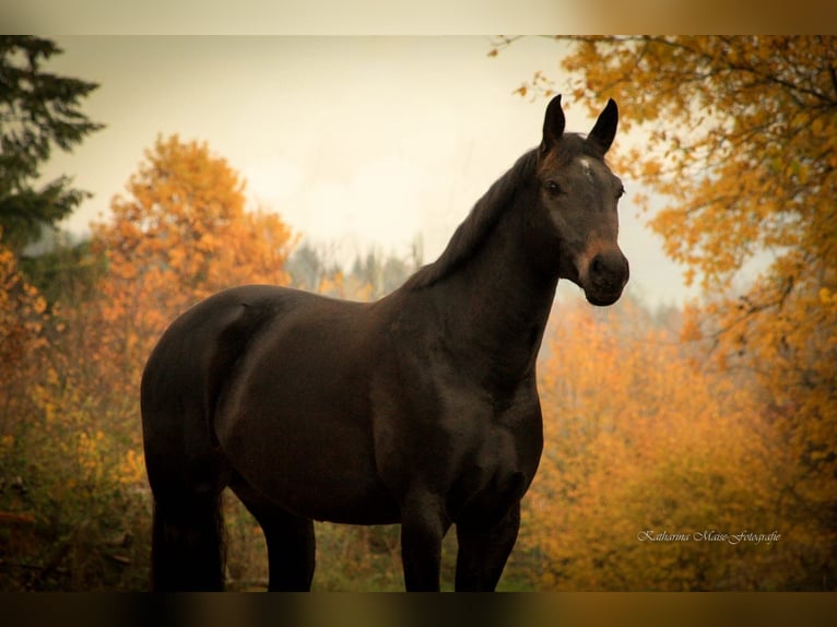 Baden Wuerttemberg Mare 14 years 15,3 hh Smoky-Black in Weilheim