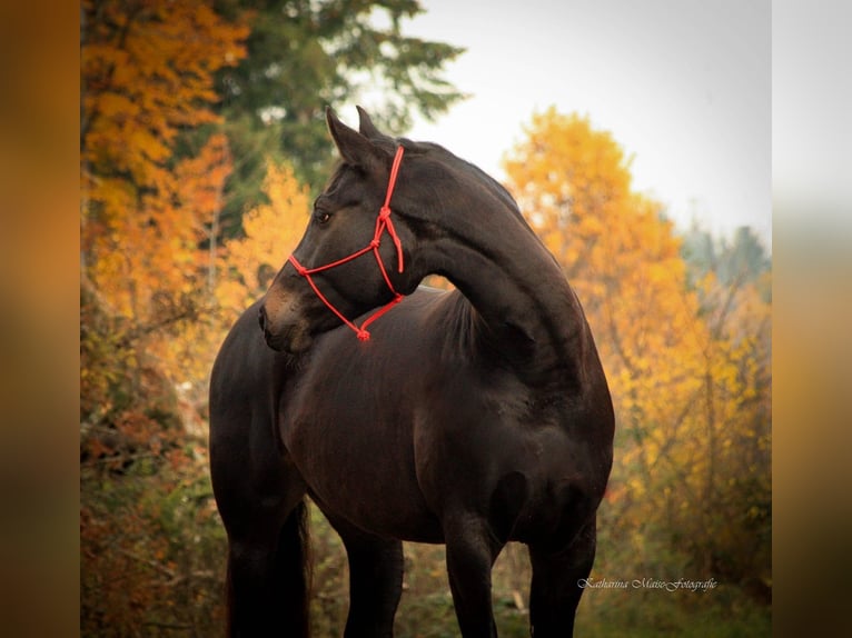 Baden Wuerttemberg Mare 14 years 15,3 hh Smoky-Black in Weilheim