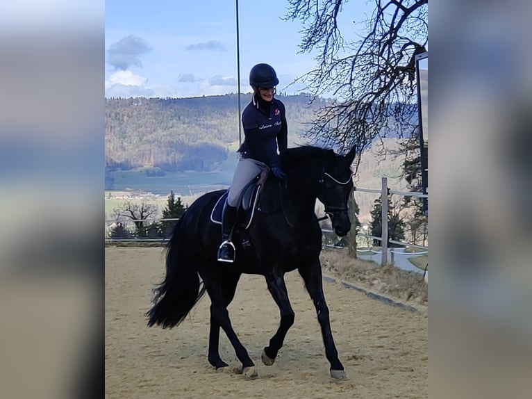 Baden Wuerttemberg Mare 14 years 16.1 hh Black in Embrach