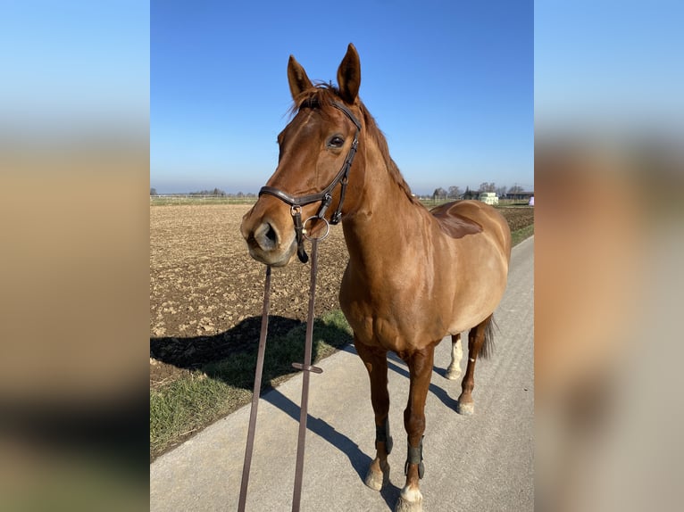 Baden Wuerttemberg Mare 14 years 16,2 hh Chestnut-Red in Freudenstadt