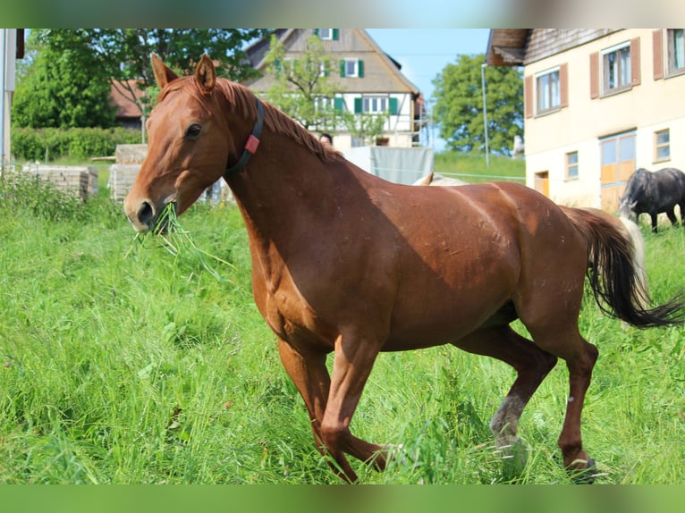 Baden Wuerttemberg Mare 14 years 16,2 hh Chestnut-Red in Freudenstadt