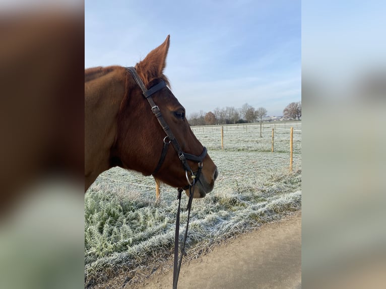 Baden Wuerttemberg Mare 14 years 16,2 hh Chestnut-Red in Freudenstadt