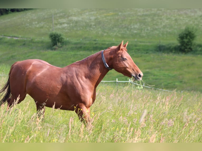 Baden Wuerttemberg Mare 14 years 16,2 hh Chestnut-Red in Freudenstadt