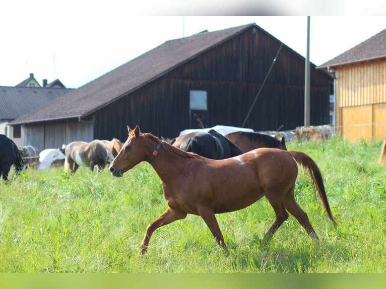 Baden Wuerttemberg Mare 14 years 16,2 hh Chestnut-Red in Freudenstadt