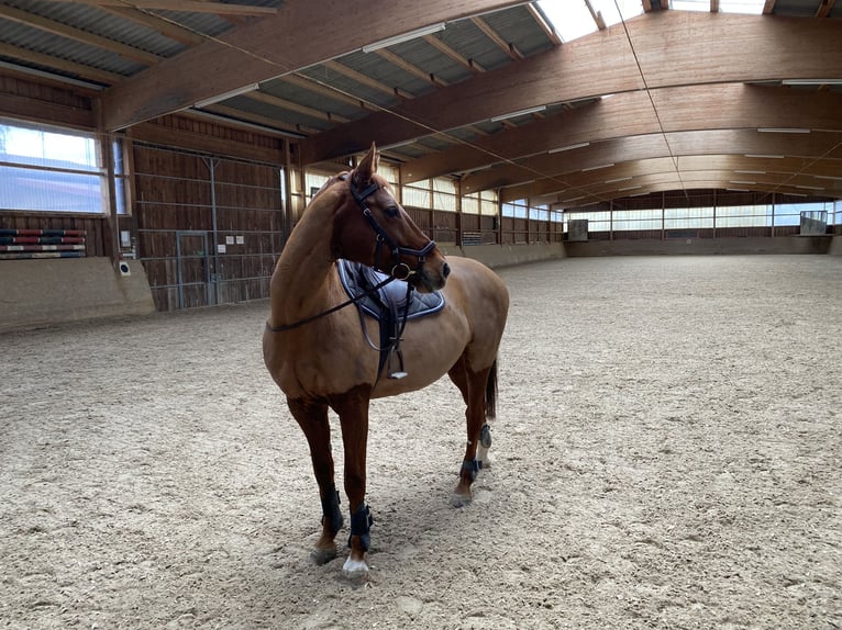 Baden Wuerttemberg Mare 14 years 16,2 hh Chestnut-Red in Freudenstadt