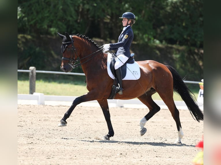 Baden Wuerttemberg Mare 14 years 16,3 hh Brown in Messstetten