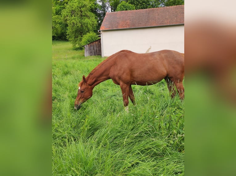 Baden Wuerttemberg Mare 14 years 17 hh Chestnut-Red in Langenzenn