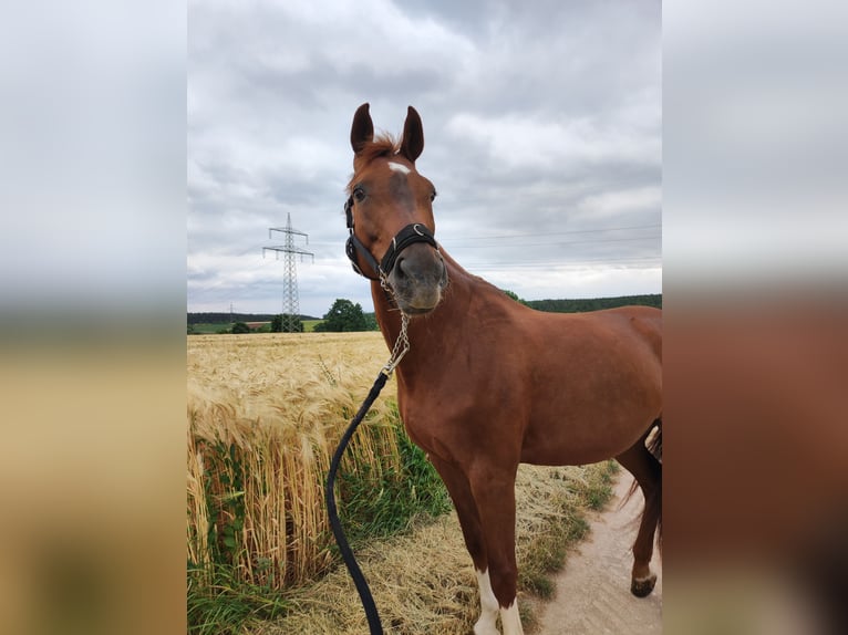 Baden Wuerttemberg Mare 14 years 17 hh Chestnut-Red in Langenzenn