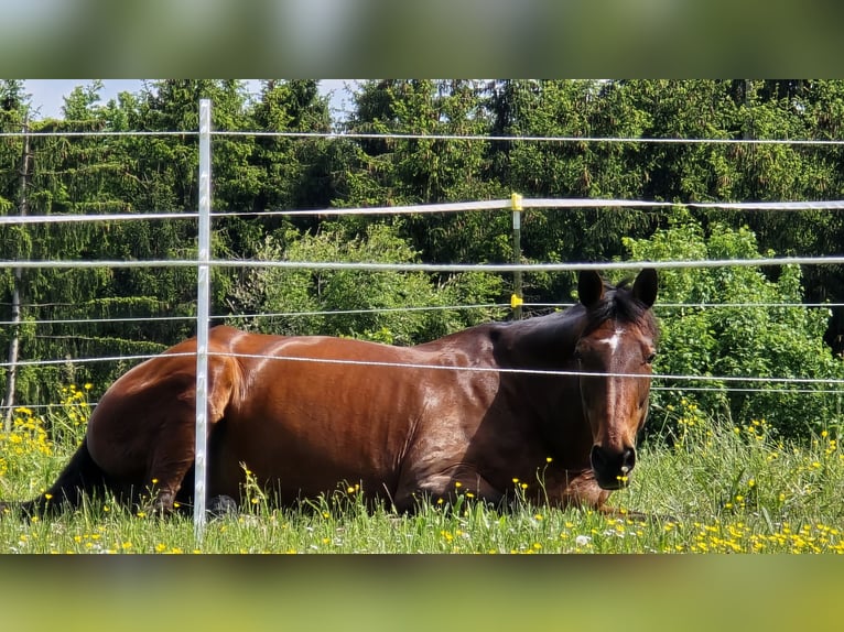Baden Wuerttemberg Mare 14 years 17,1 hh Bay-Dark in Dietmannsried