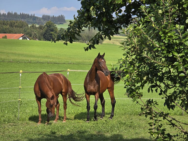 Baden Wuerttemberg Mare 14 years 17,1 hh Bay-Dark in Dietmannsried