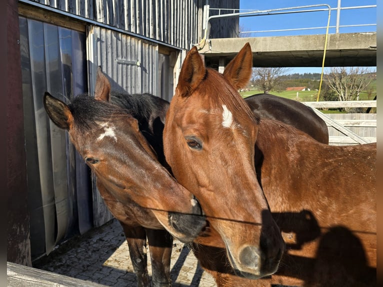 Baden Wuerttemberg Mare 14 years 17,1 hh Bay-Dark in Dietmannsried