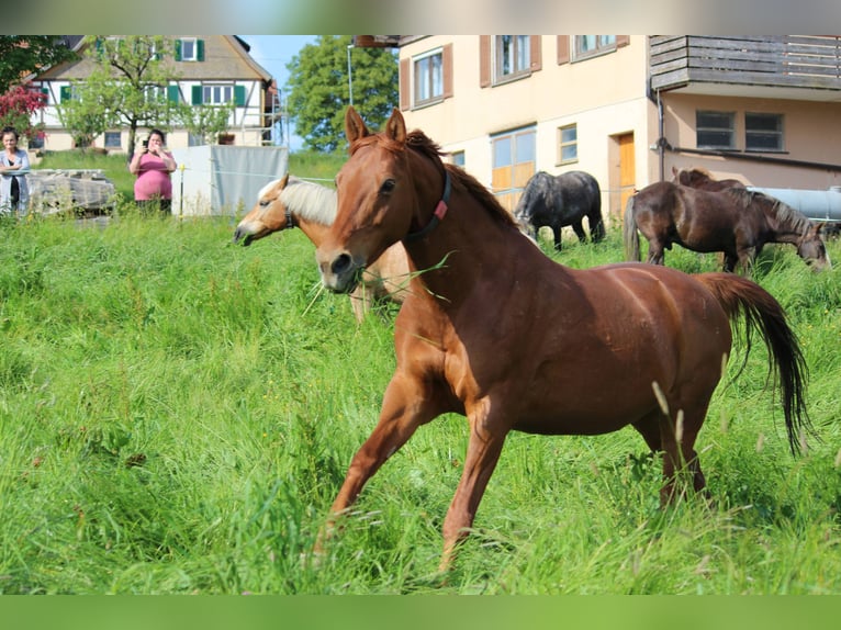 Baden Wuerttemberg Mare 15 years 16,1 hh Chestnut-Red in Freudenstadt