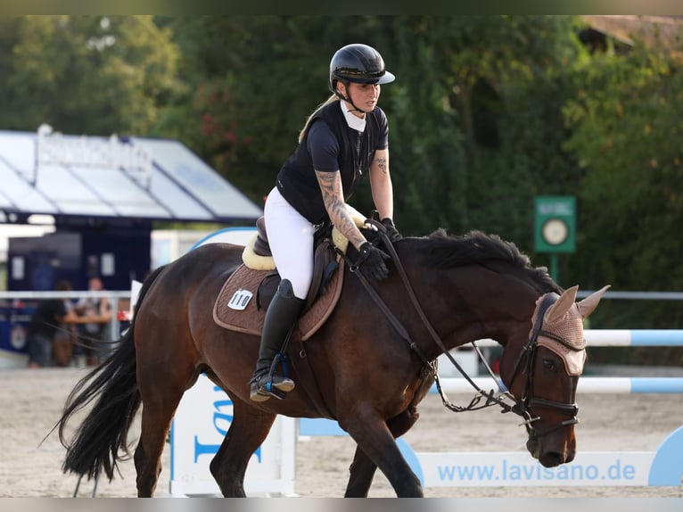 Baden Wuerttemberg Mare 15 years 16.2 hh Bay-Dark in Tuttlingen