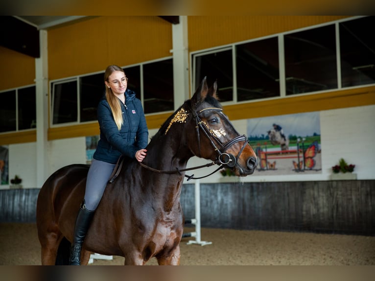 Baden Wuerttemberg Mare 15 years 16.2 hh Bay-Dark in Tuttlingen