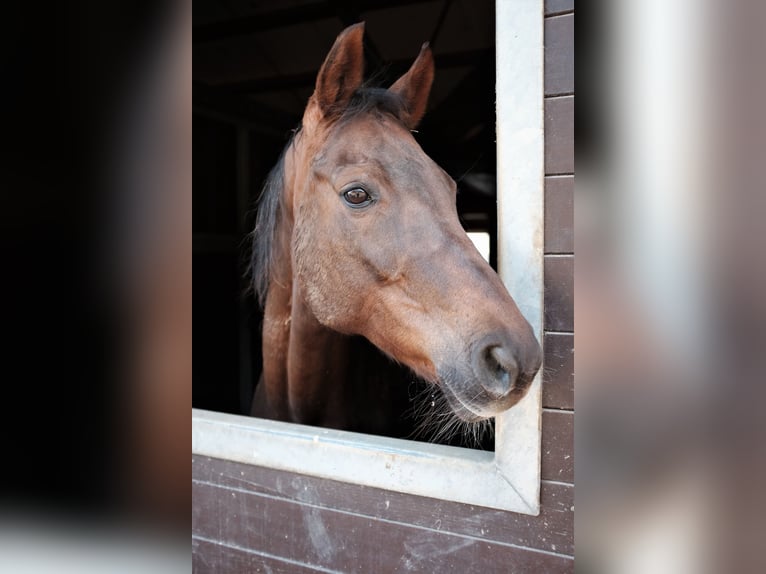 Baden Wuerttemberg Mare 15 years 16,1 hh Chestnut-Red in Wald
