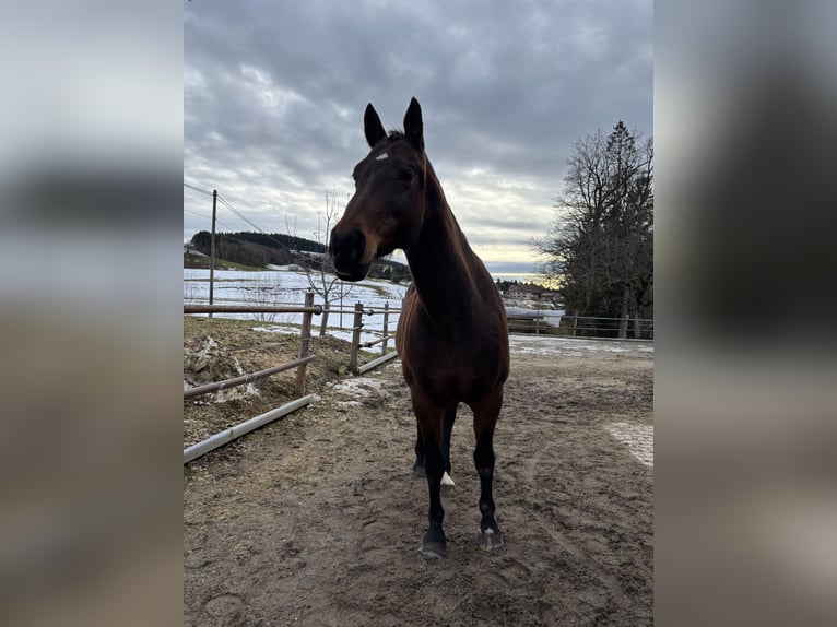 Baden Wuerttemberg Mare 16 years 16.1 hh Brown in Grünenbach